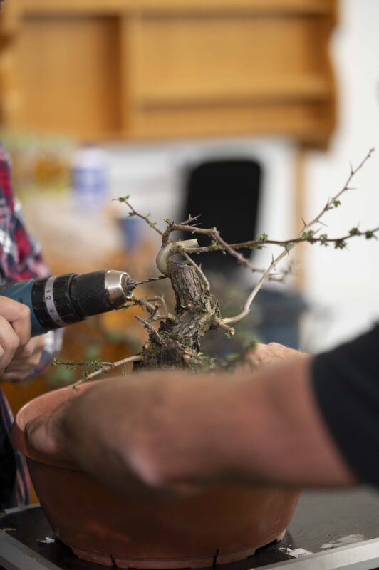 Bonsai Workshop in Münchendorf bei Wien mit Josef Rauscher