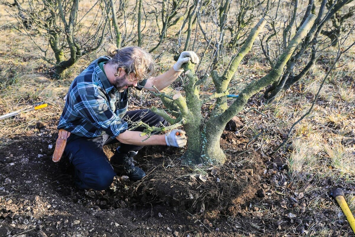 Yamadori  Bume sammeln in der Natur - Bonsai Kreativ