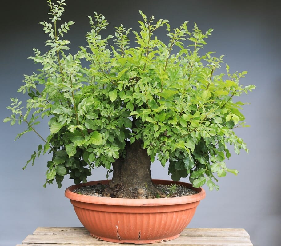 large bonsai tree Buy Bonsai Tree Online | Bagwani Nursery | Bonsai 7 main image 0