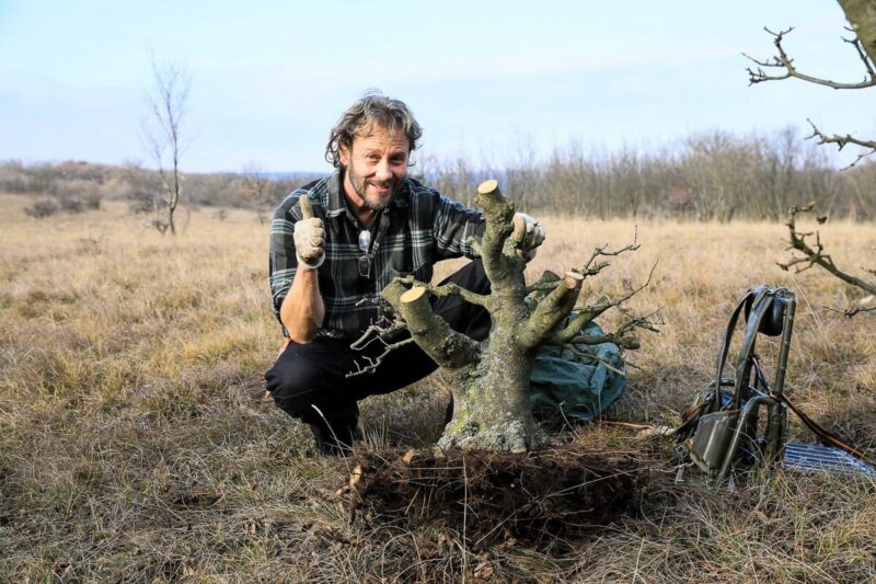 Bonsai Blattschnitt bei einer Kornelkirsche: Entlauben um die Blattgre zu  reduzieren - Bonsai Kreativ