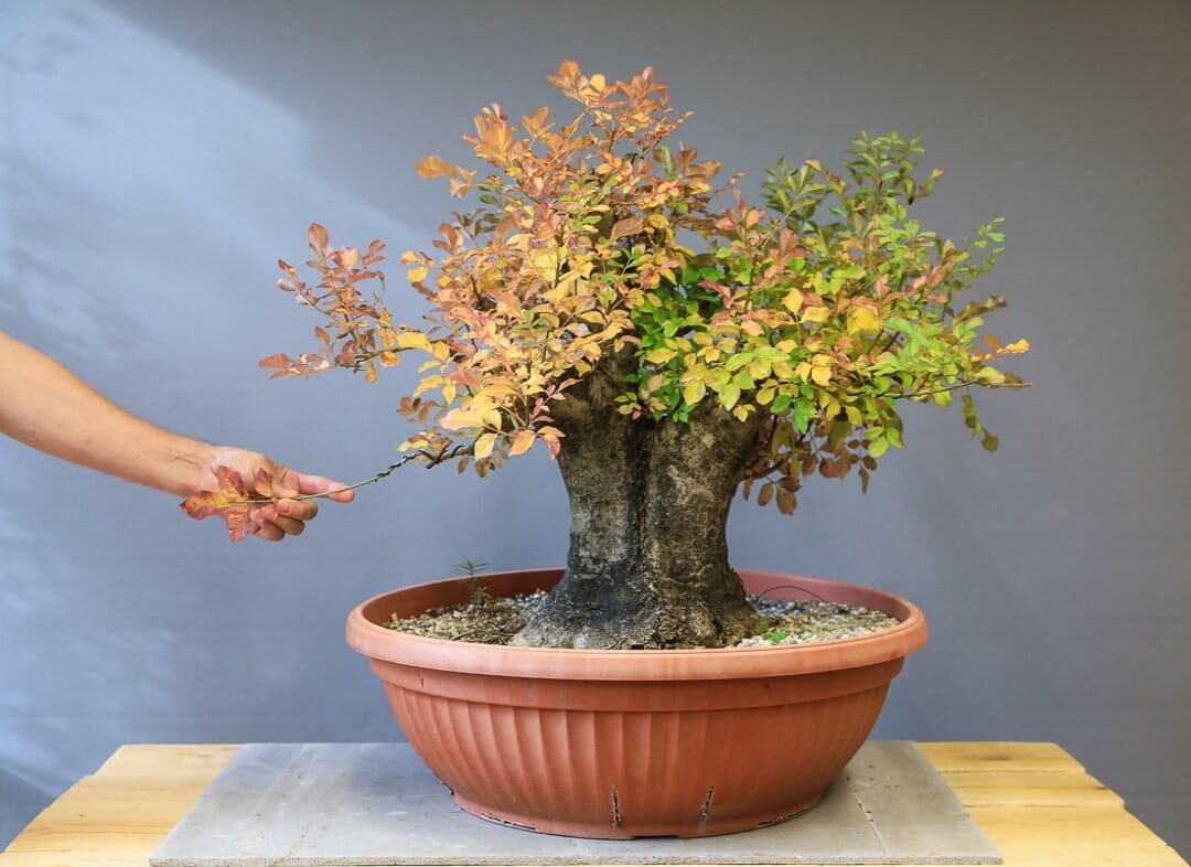 Yamadori  Bume sammeln in der Natur - Bonsai Kreativ