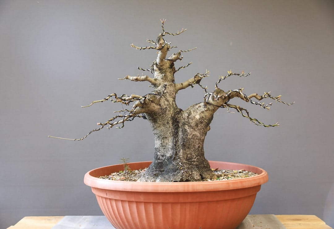 Yamadori  Bume sammeln in der Natur - Bonsai Kreativ