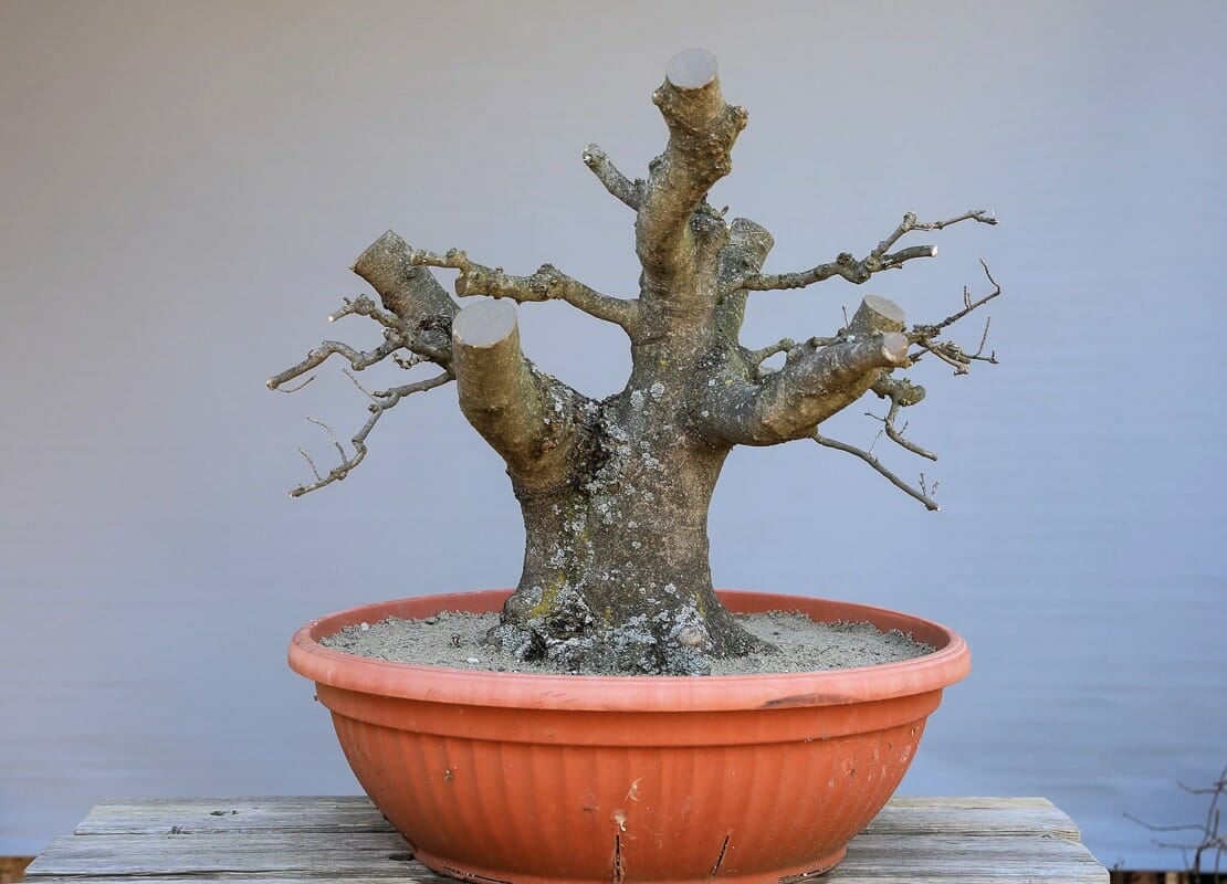 Yamadori - Collecting trees in nature - Bonsai Kreativ