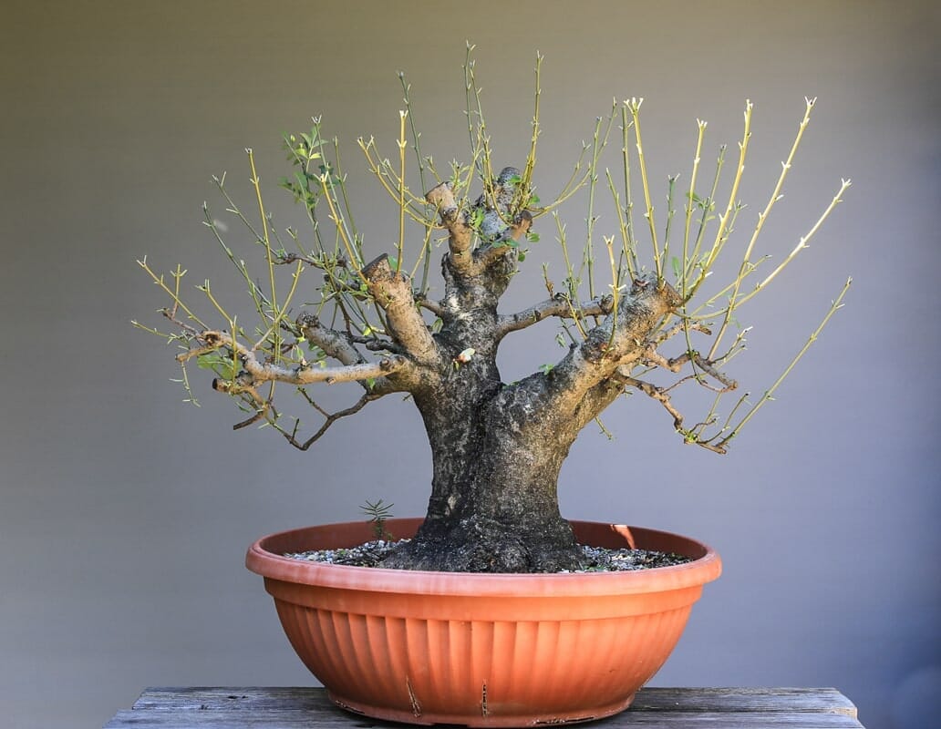 Yamadori - Collecting trees in nature - Bonsai Kreativ