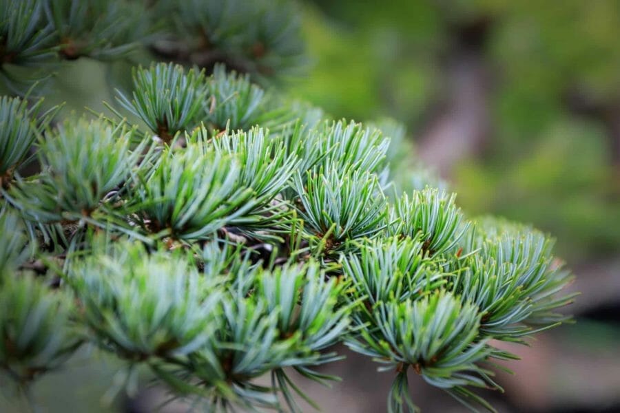 Der Kieferschnitt nach japanischer Tradition  verschiedene Techniken und  deren Ergebnis - Bonsai Kreativ