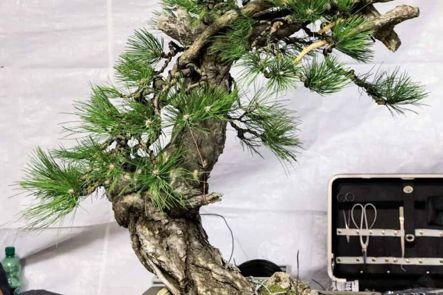 Baumanalyse die genaue Betrachtung der Rohpflanze vor der Gestaltung. -  Bonsai Kreativ