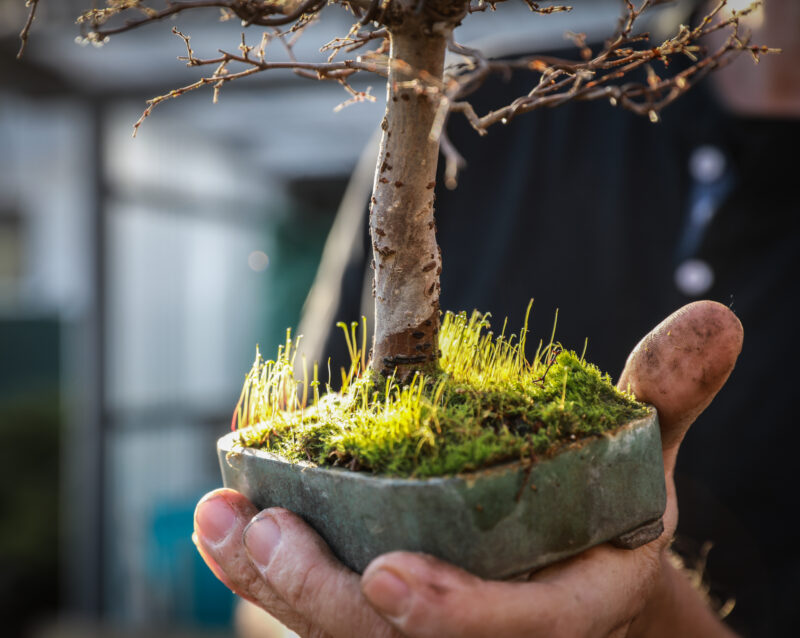 Gestaltung eines Hainbuchen-Bonsais beim Workshop mit Josef Burschl