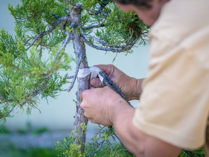Bonsai-Kreativ-Workshop-Wochenende mit Václav Stropek und Josef Rauscher00049