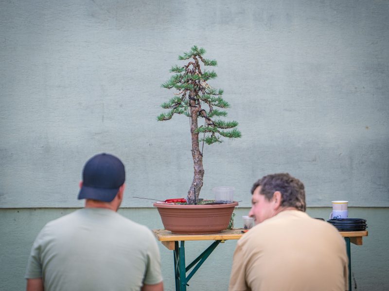 Bonsai-Kreativ-Workshop-Wochenende mit Václav Stropek und Josef Rauscher00065
