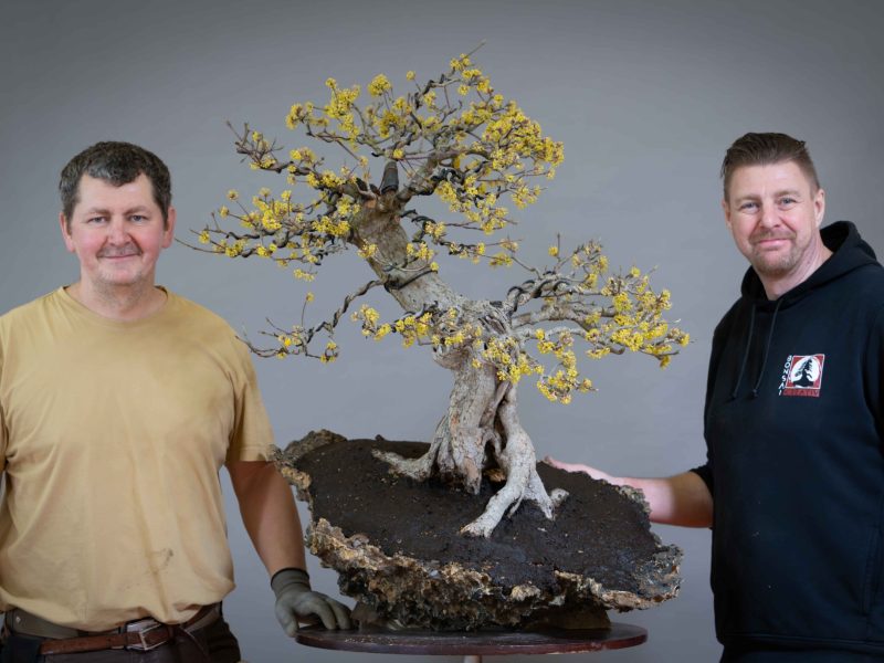 Bonsai Kreativ Workshop im März 2026 mit Václav Stropek und Josef Rauscher (79)