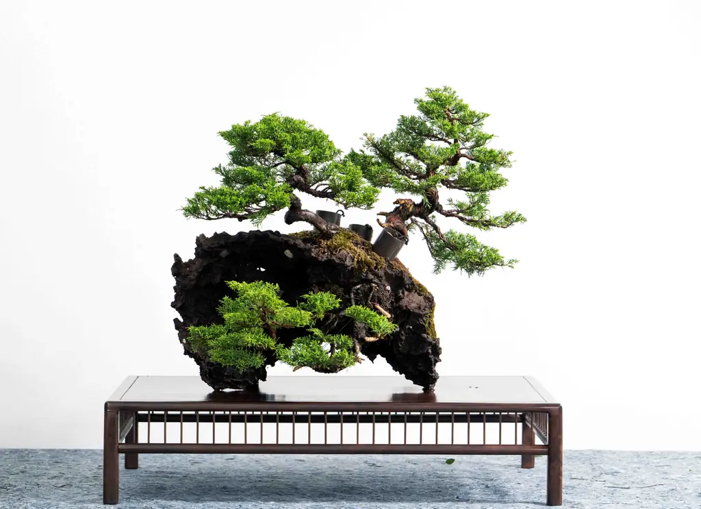 Bonsai-Komposition auf einer Felskreation vor heller Wand