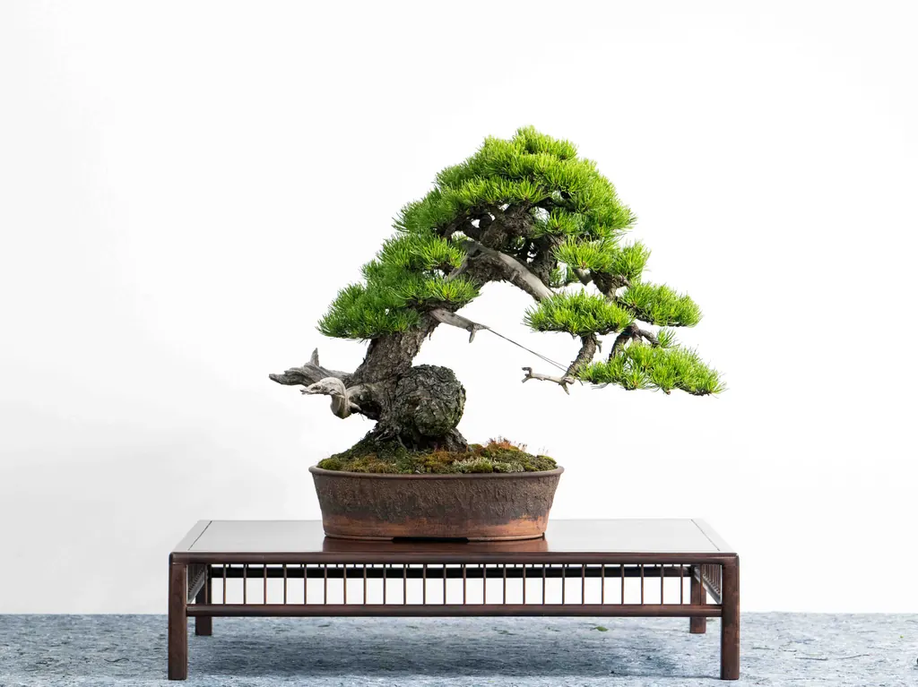 Bonsai in einer braunen Schale auf einem Präsentationstisch vor heller Wand