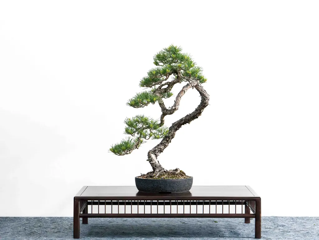 Bonsai mit geschwungenem Stamm in einer dunklen Schale auf einem Präsentationstisch vor heller Wand