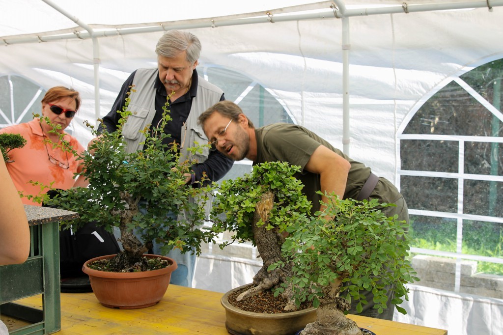 Discussing a bonsai design