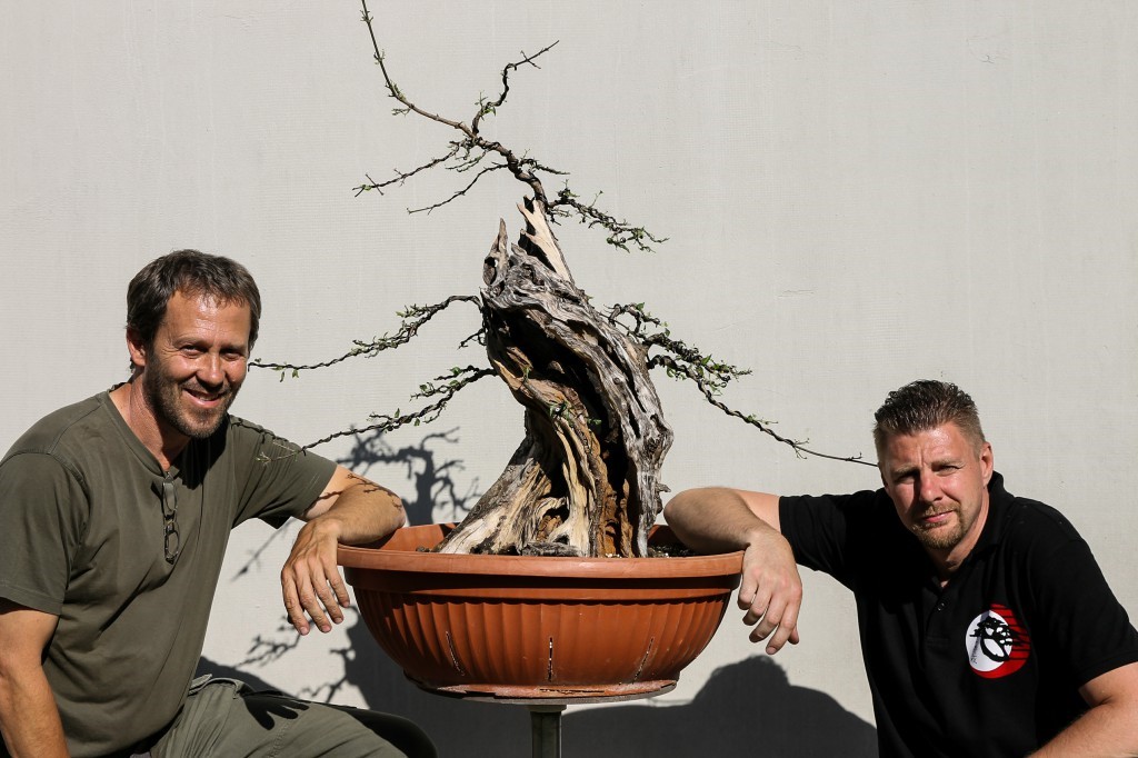 Cornelian cherry (Cornus mas), styled by Josef Rauscher and Josef Burschl