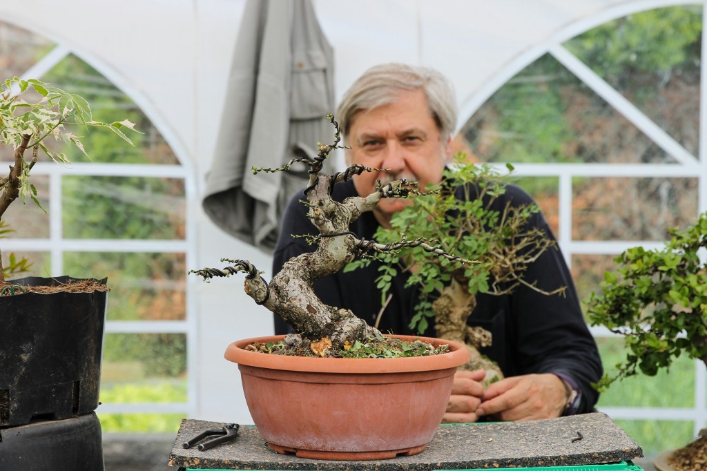 Leaf pruning on a bonsai