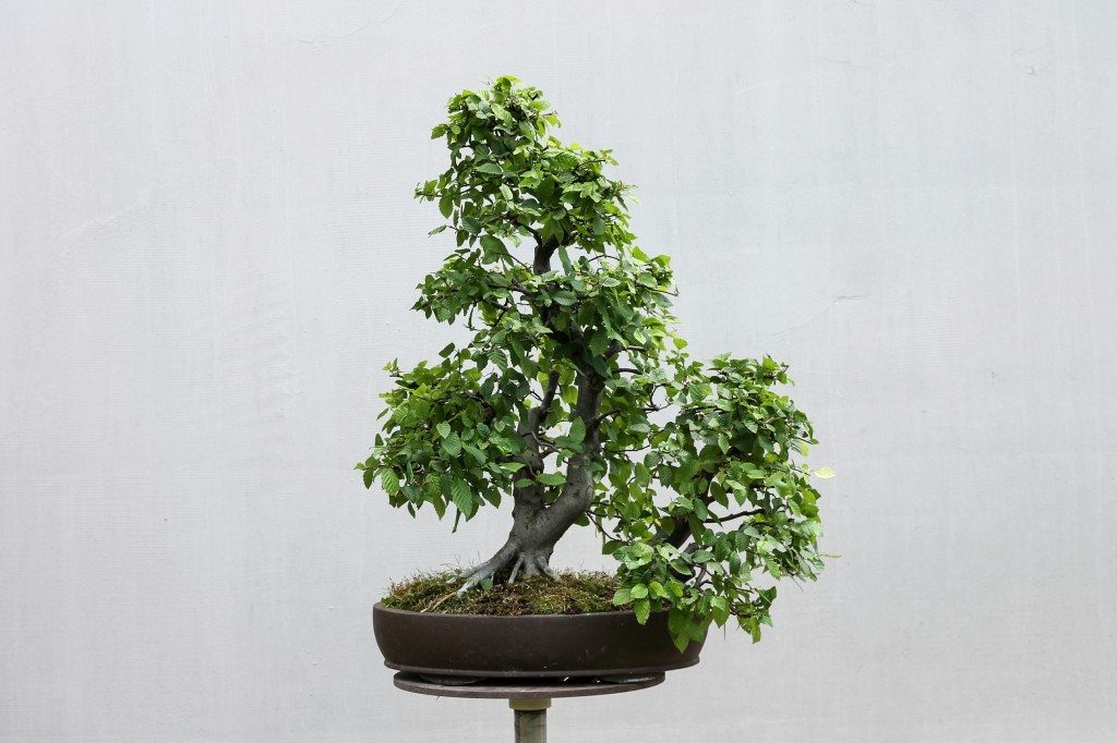 European hornbeam after light pruning