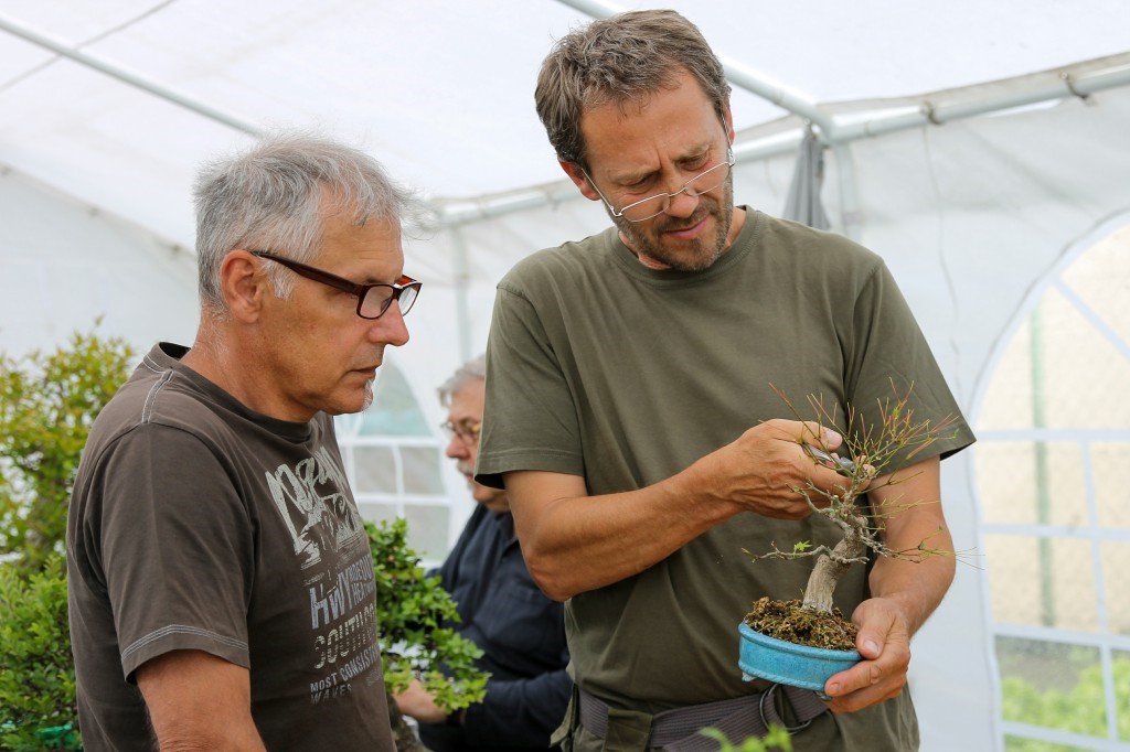 Discussing the styling of a deciduous tree