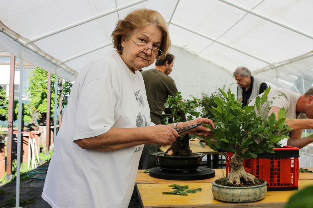 Working on a bonsai with Josef Burschl and Josef Rauscher