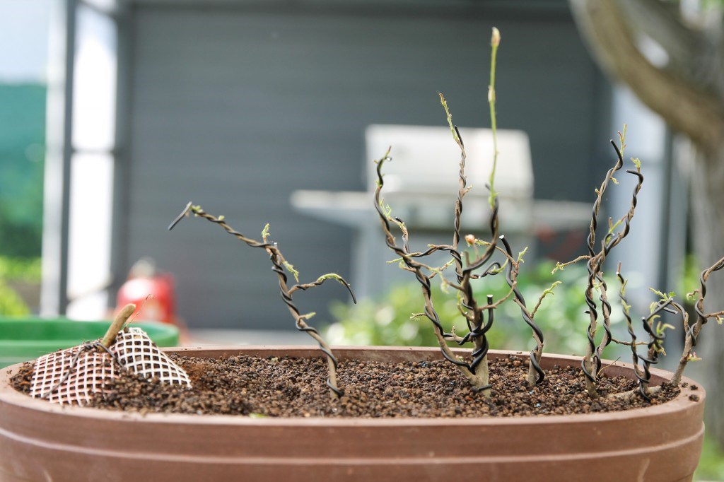 Styling a small group of trees with wired trunks
