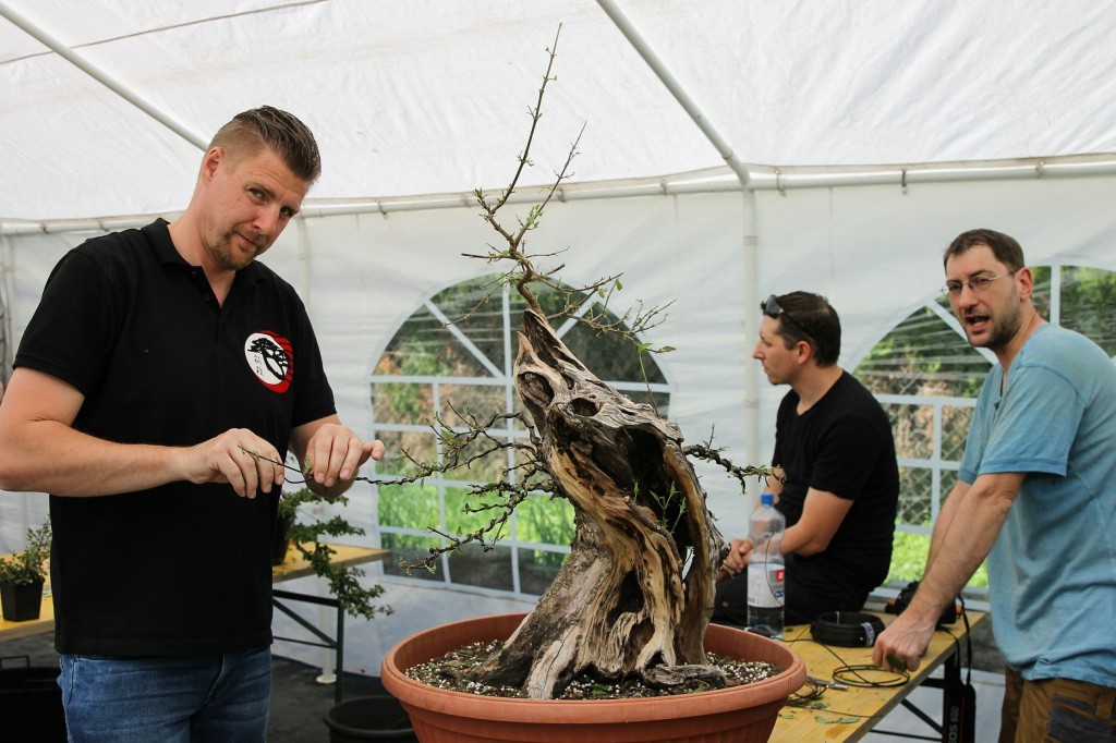 Josef Rauscher working on a Cornelian cherry (Cornus mas)