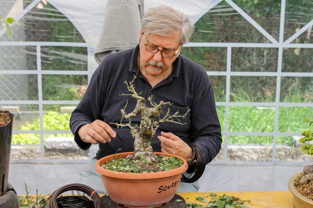 Working on a tree in its development phase in a plastic training pot