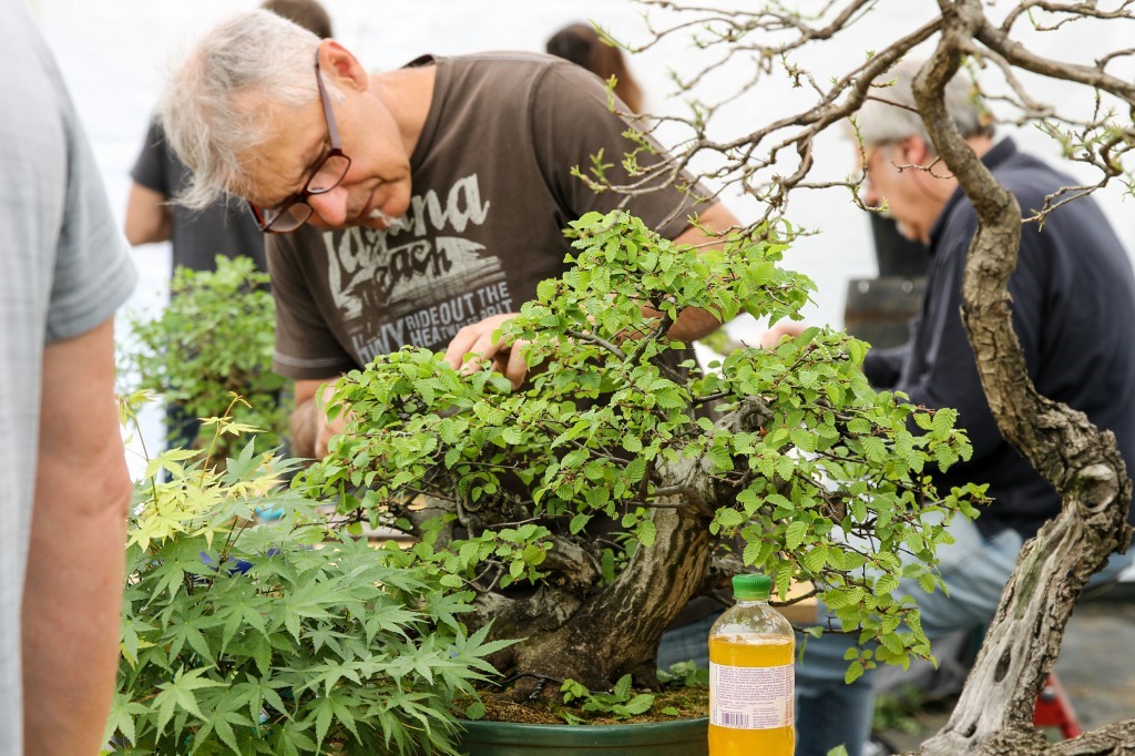 Detailed work on the crown of a leafy bonsai