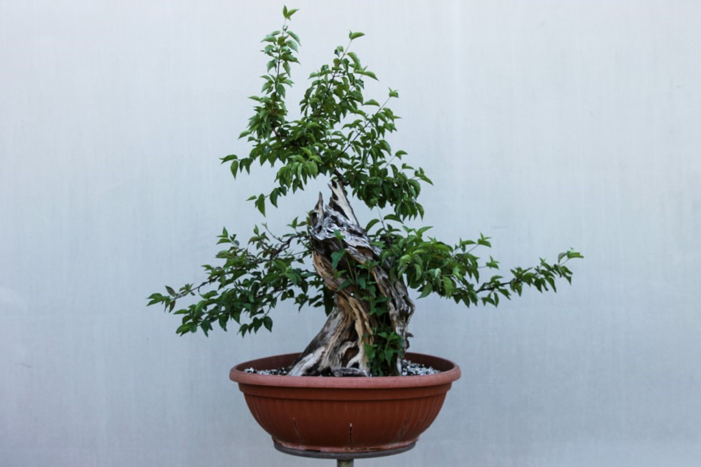 Cornelian cherry (Cornus mas) before styling