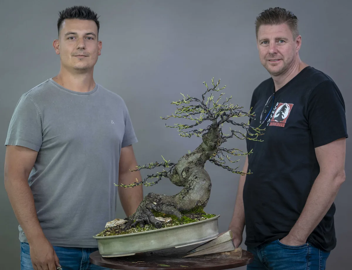 At the Bonsai Kreativ workshop with Yannick Kiggen: Workshop work on a broadleaf bonsai with a curved trunk and fresh growth.