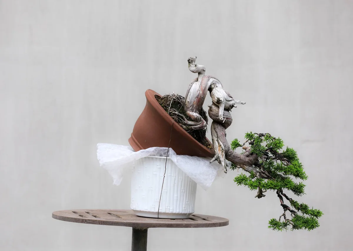 At the Bonsai Kreativ workshop with Josef Burschl: A pine in a cascading form, with prominent deadwood.
