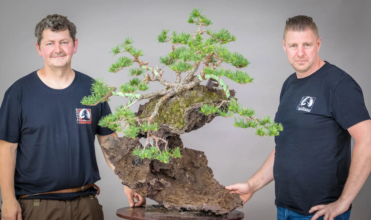 At the Bonsai Kreativ workshop with Václav Stropek: Workshop work on a pine on a rock composition, with a broad crown.