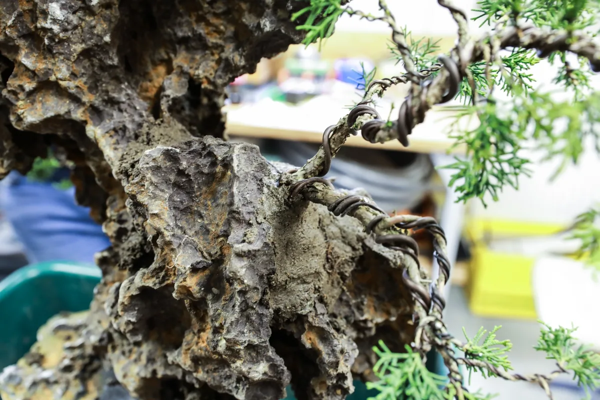 At the Bonsai Kreativ workshop with Josef Burschl: Close-up of a juniper on a rock composition, with wired branches.
