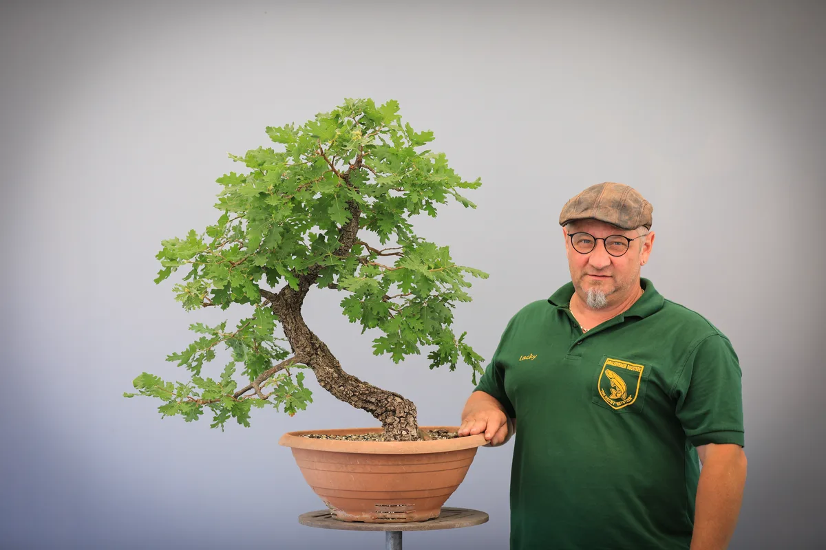 Beim Bonsai-Kreativ-Workshop mit Josef Burschl: Bearbeitung einer Eiche mit geschwungenem Stamm und belaubter Krone.