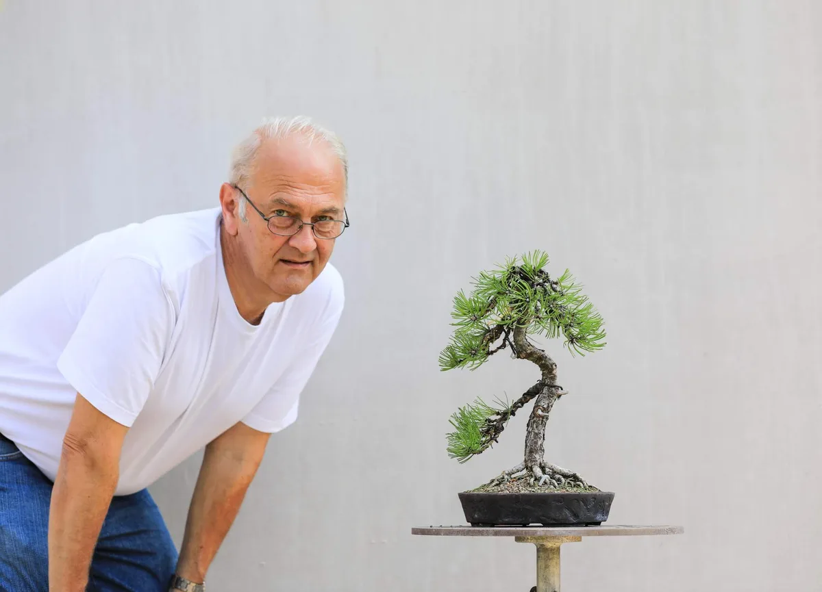 At the Bonsai Kreativ workshop with Josef Burschl: Workshop work on a pine with a curved trunk and a slender silhouette.