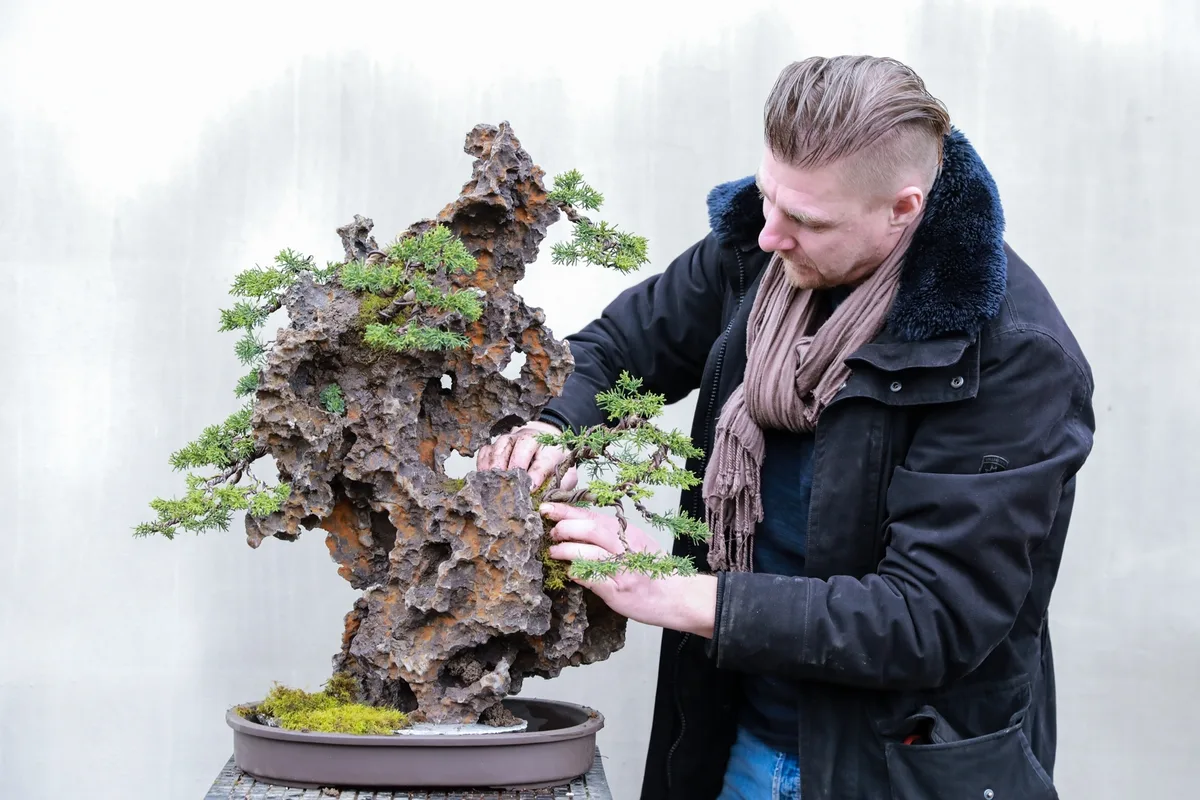At the Bonsai Kreativ workshop with Josef Burschl: Workshop work on a juniper on a rock composition, with defined foliage pads.