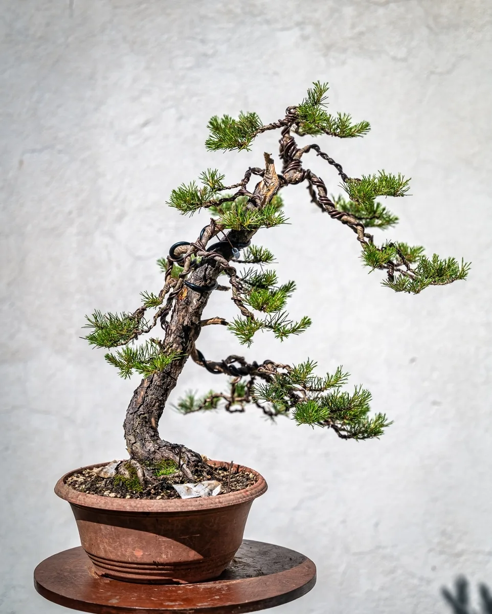 Beim Bonsai-Kreativ-Workshop mit Jan Culek: Eine Kiefer in aufrechter Form, mit gedrahteten Ästen.