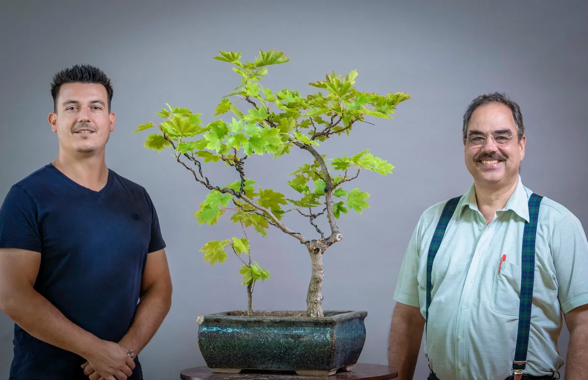 Beim Bonsai-Kreativ-Workshop mit Yannick Kiggen: Bearbeitung eines Ahorns mit belaubter Krone und gut sichtbarer Verzweigung.