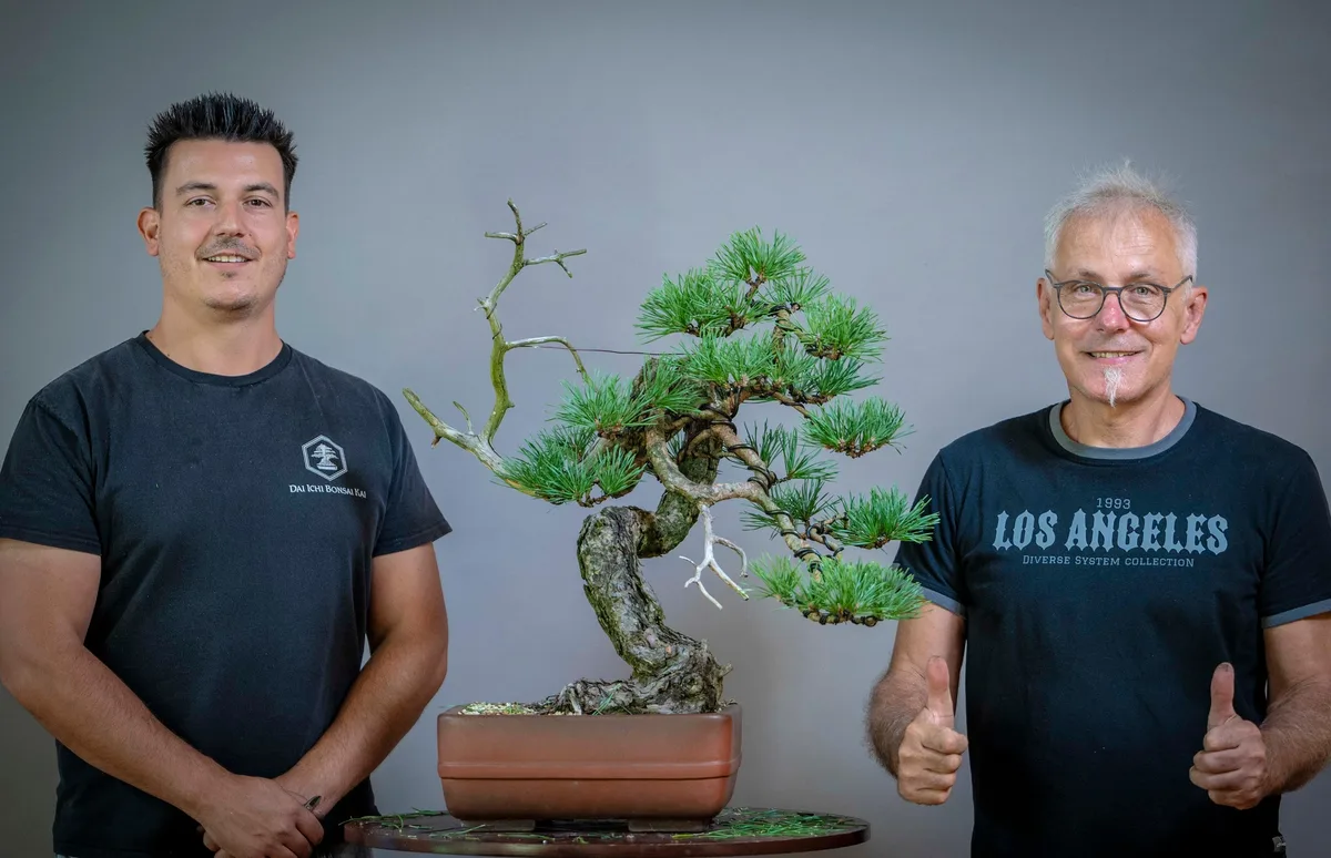 Beim Bonsai-Kreativ-Workshop mit Yannick Kiggen: Bearbeitung einer Kiefer mit geschwungenem Stamm und gegliederten Astpolstern.