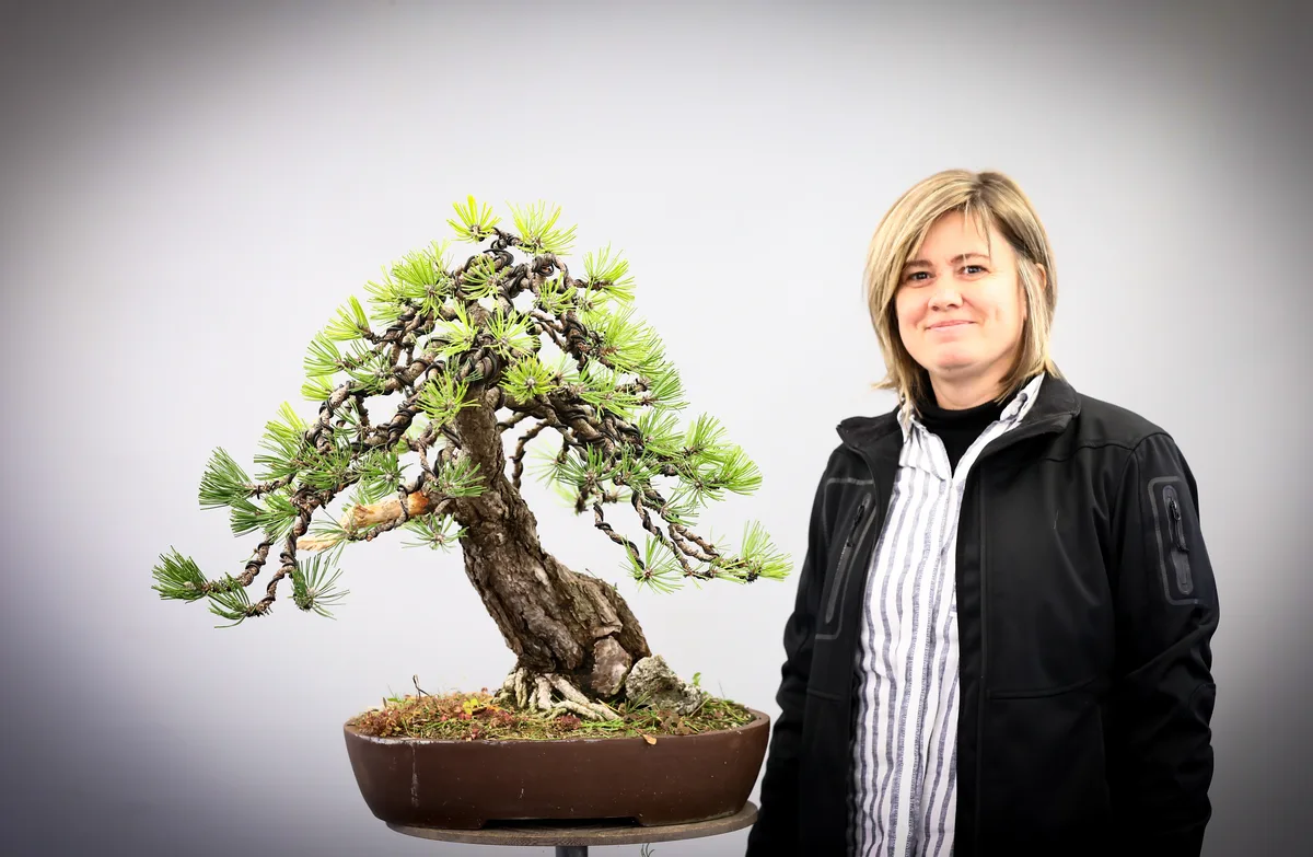 At the Bonsai Kreativ workshop with Josef Burschl: Workshop work on a pine with a curved trunk and defined foliage pads.