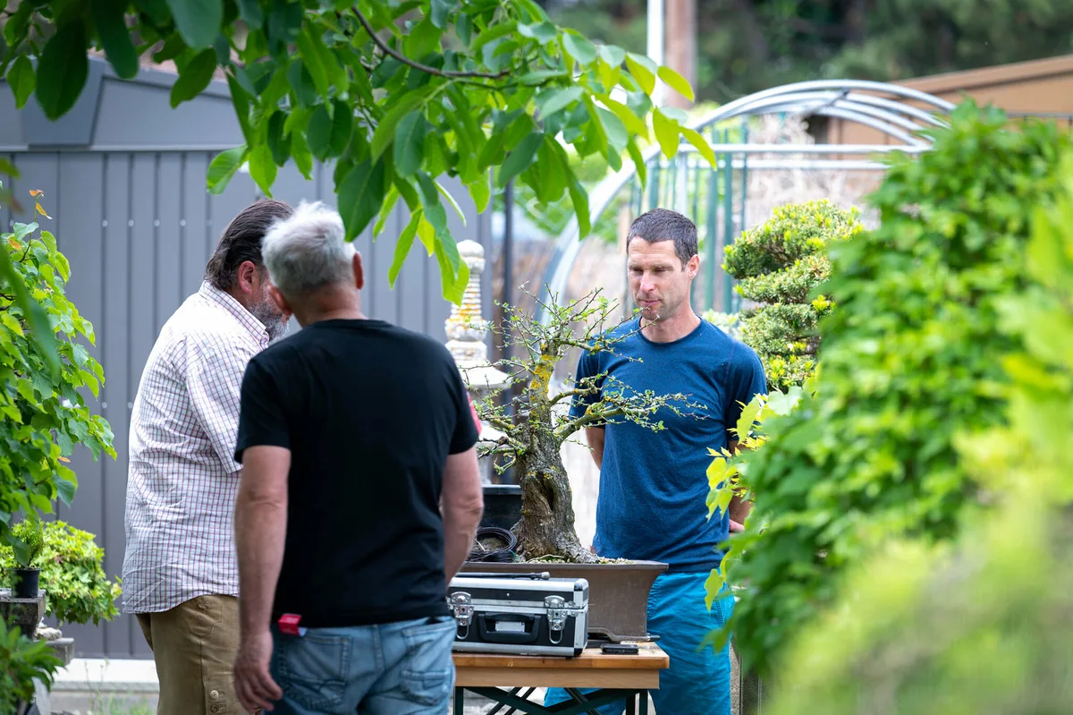 Beim Bonsai-Kreativ-Workshop mit Jan Culek: Gemeinsame Betrachtung eines Laubbaums mit kräftigem Stamm und gut sichtbarer Verzweigung.