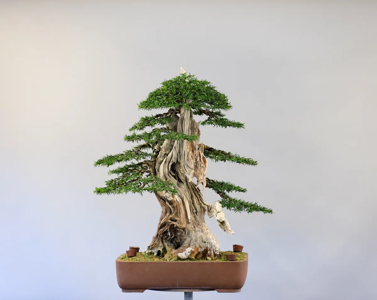 At the Bonsai Kreativ workshop with Josef Burschl: A yew with prominent deadwood and defined foliage pads.