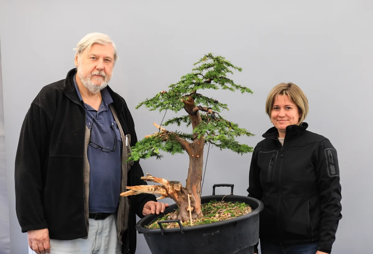 At the Bonsai Kreativ workshop with Josef Burschl: Workshop work on a conifer with prominent deadwood and defined foliage pads.