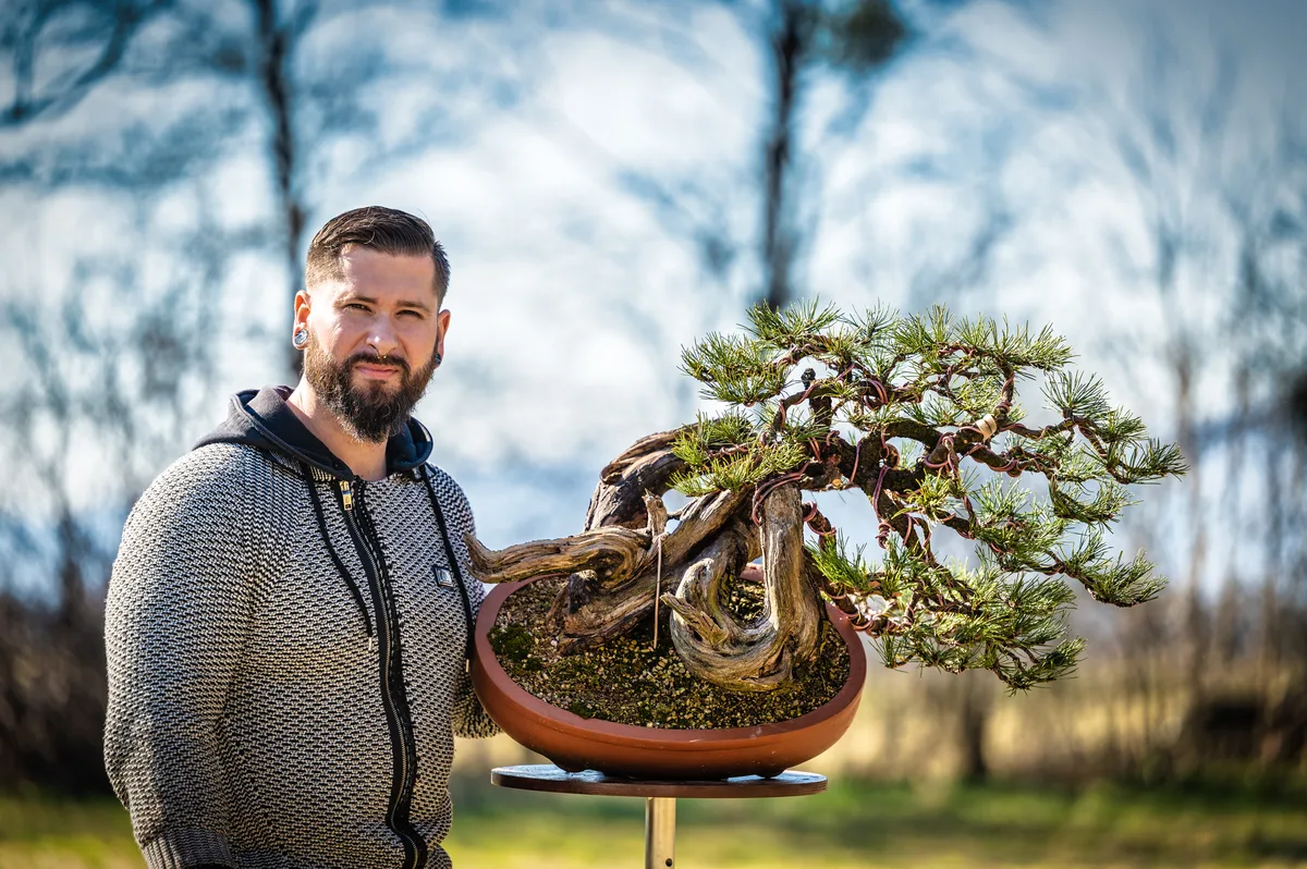 Beim Bonsai-Kreativ-Workshop mit Jan Culek: Bearbeitung einer Kiefer mit markantem Totholz, in geneigter Position.
