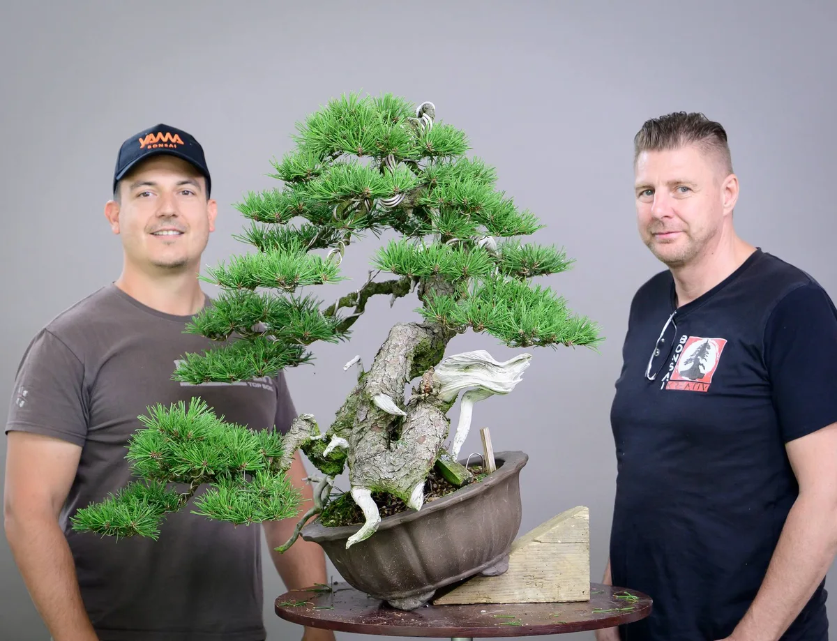 Beim Bonsai-Kreativ-Workshop mit Yannick Kiggen: Bearbeitung einer Kiefer in Kaskadenform, mit markantem Totholz.