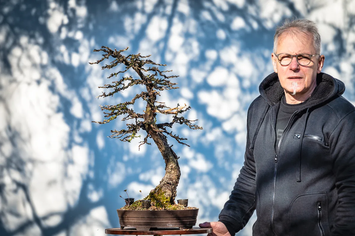 Beim Bonsai-Kreativ-Workshop mit Jan Culek: Bearbeitung einer Lärche ohne Laub, mit geschwungenem Stamm.