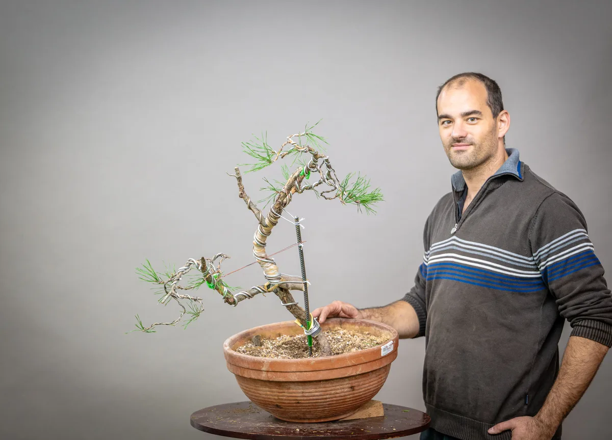 At the Bonsai Kreativ workshop with Václav Stropek: Workshop work on a pine with wired branches and visible supports.