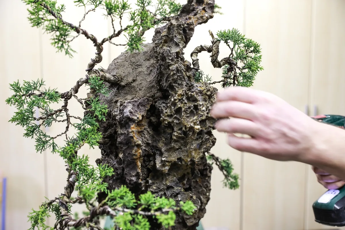 At the Bonsai Kreativ workshop with Josef Burschl: Hands at work on a juniper on a rock composition.