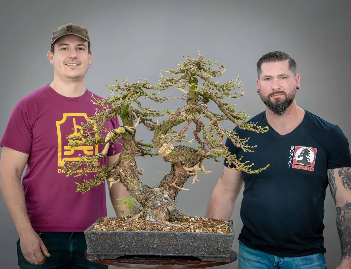 Beim Bonsai-Kreativ-Workshop mit Yannick Kiggen: Bearbeitung einer Lärche mit mehreren Stämmen und gut sichtbarer Verzweigung.
