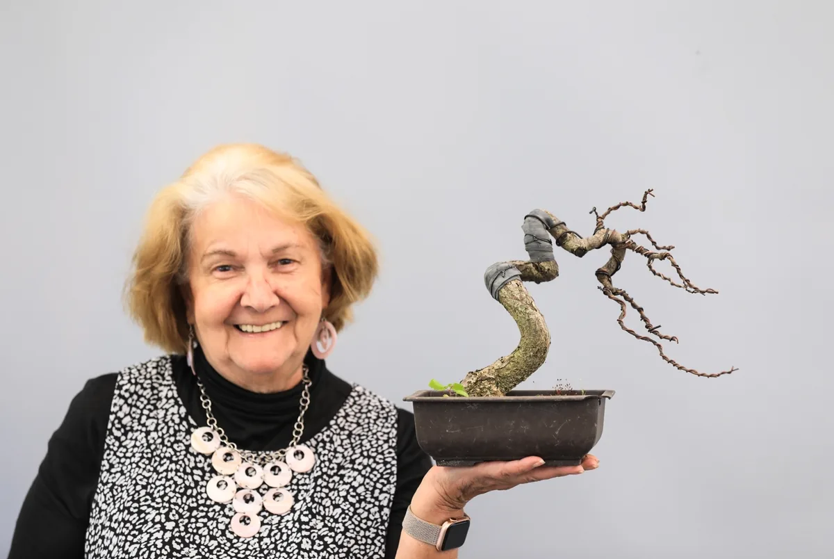 At the Bonsai Kreativ workshop with Josef Burschl: Workshop work on a broadleaf bonsai in a small format, with wired branches.