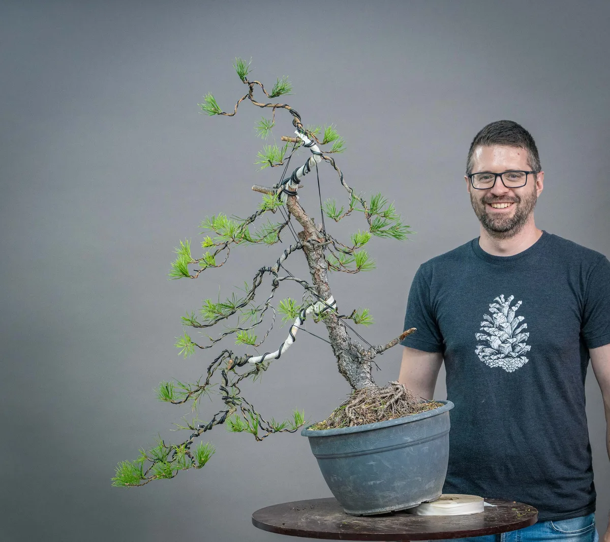A workshop participant works on a pine with a leaning trunk, long wired branches and guy wires.